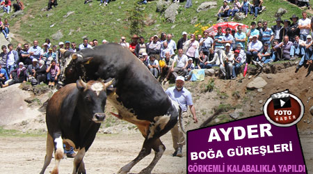 Ayder Boğa Güreşleri