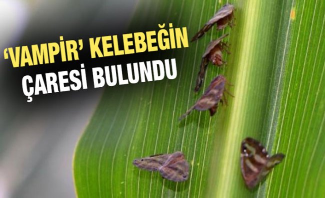 'Vampir' Kelebeği Yok Edecek İlaç Geliştirildi