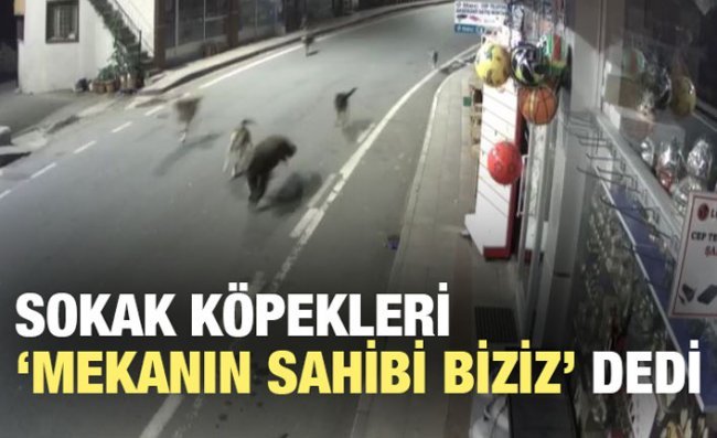 Sokak Köpekleri, İlçe Merkezine İnen Ayıyı Kovaladı